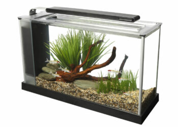 Quel poisson pour aquarium 7 litres ?