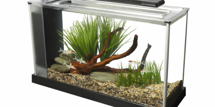 Quel poisson pour aquarium 7 litres ?