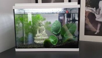 Quel poisson pour aquarium 7 litres ?