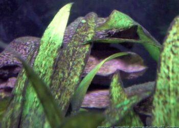 Quel poisson pour manger les algues ?