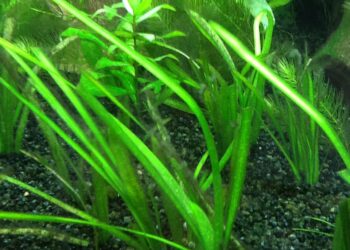 Quel poisson pour manger les algues ?