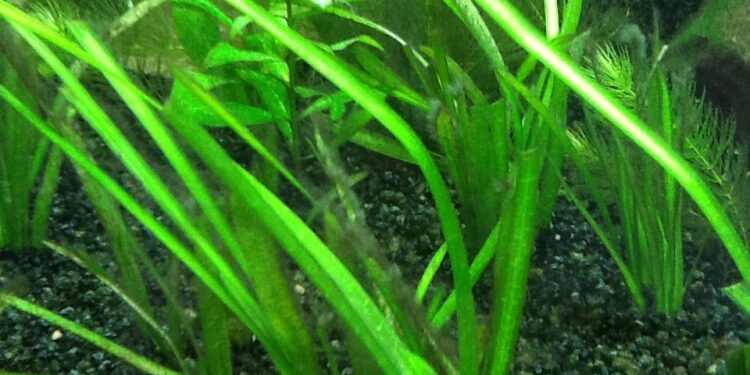 Quel poisson pour manger les algues ?