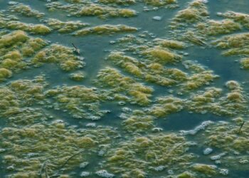 Quel poisson pour manger les algues ?