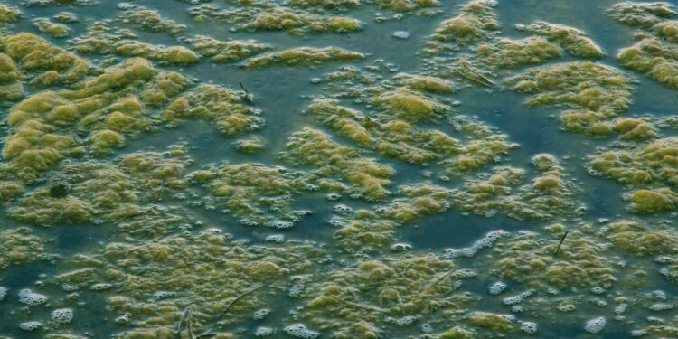 Quel poisson pour manger les algues ?