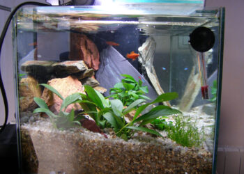 Quel poisson pour nettoyer le fond de mon aquarium ?