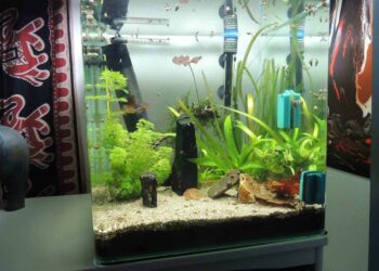 Quel poisson pour nettoyer le fond de mon aquarium ?