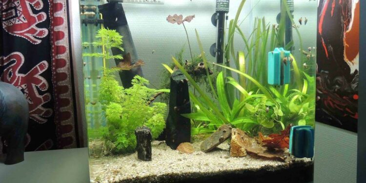 Quel poisson pour nettoyer le fond de mon aquarium ?