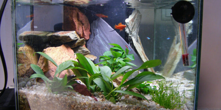 Quel poisson pour nettoyer le fond de mon aquarium ?