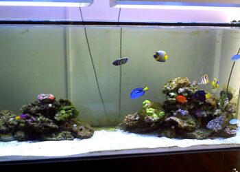 Quel poisson pour nettoyer le fond de mon aquarium ?