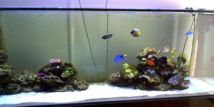 Quel poisson pour nettoyer le fond de mon aquarium ?