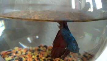 Quel poisson pour un appartement ?