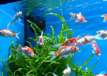Quel poisson pour un aquarium de 25 litres ?