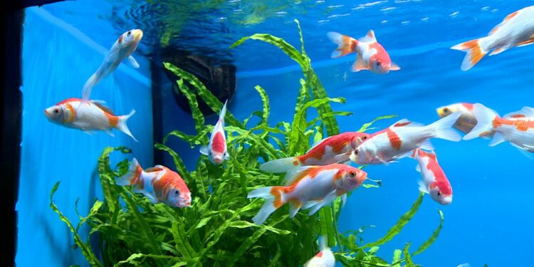 Quel poisson pour un aquarium de 25 litres ?