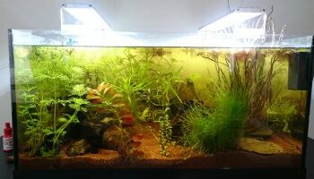 Quel poisson pour un aquarium de 48 litres ?