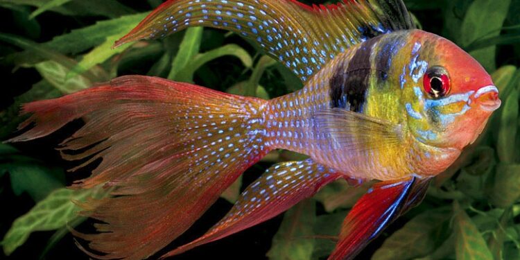 Quel poisson pour un bac de 200 litres ?