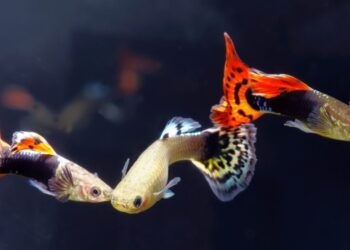 Quel poisson pour un débutant ?