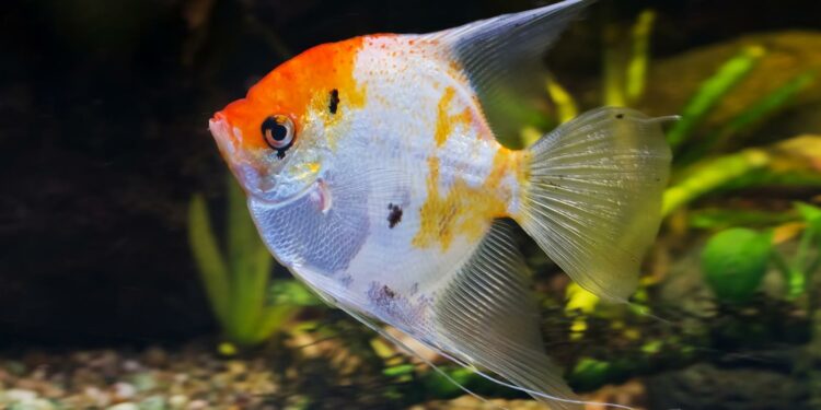 Quel poisson pour un débutant ?