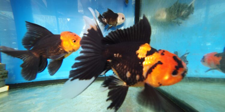 Quel poisson pour un débutant ?