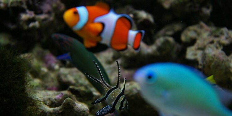 Quel poisson sans chauffage ?