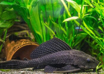 Quel poisson sans chauffage ?