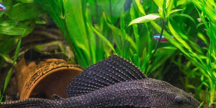 Quel poisson sans chauffage ?