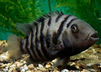 Quel poisson sans chauffage ?