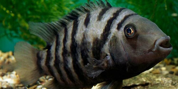 Quel poisson sans chauffage ?