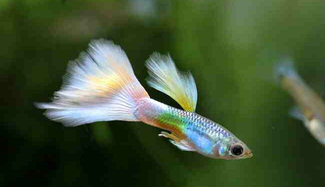 Quel poisson sans trop d'entretien ?