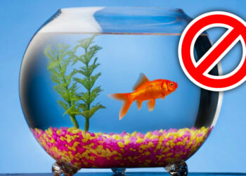 Quel poisson se reproduit facilement en aquarium ?