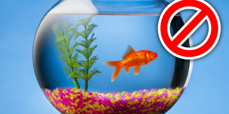 Quel poisson se reproduit facilement en aquarium ?