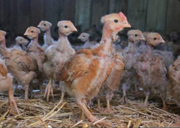 Quel poule pond le plus d'œuf ?