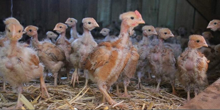 Quel poule pond le plus d'œuf ?