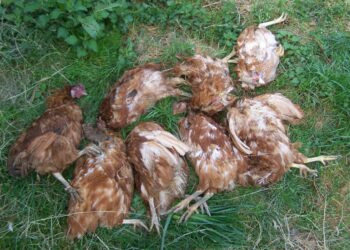 Quel prédateur pour la tête des poules ?