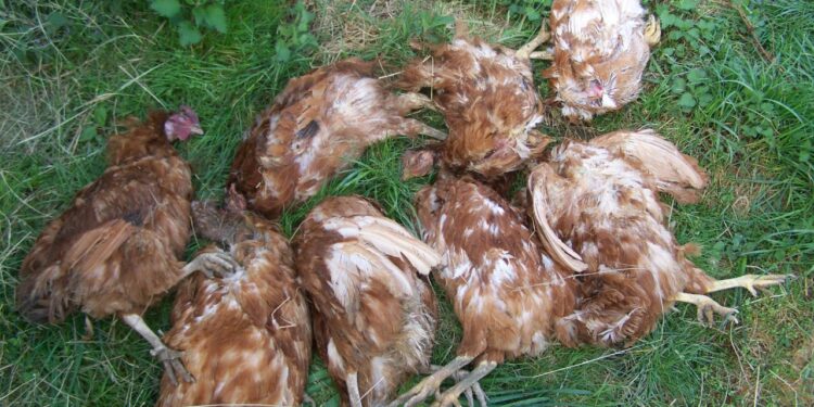 Quel prédateur pour la tête des poules ?