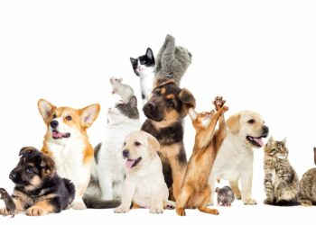 Quel premier animal de compagnie ?