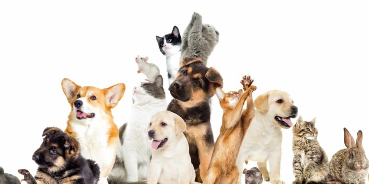 Quel premier animal de compagnie ?