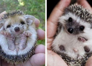 Quel premier animal pour un enfant ?