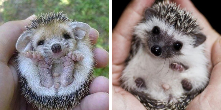 Quel premier animal pour un enfant ?