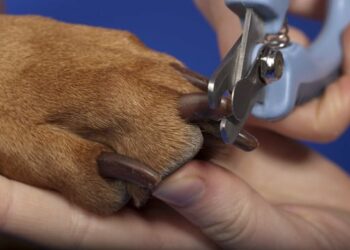 Quel prix pour couper les griffes d'un chat ?