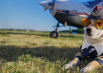 Quel prix pour un chien en avion ?