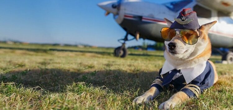 Quel prix pour un chien en avion ?