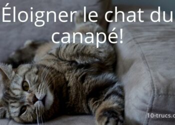 Quel produit fait fuir les chats ?