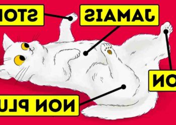 Quel produit naturel pour éloigner les chats ?