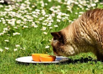 Quel produit naturel pour éloigner les chats ?