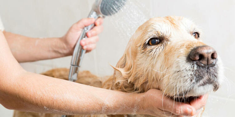 Quel produit naturel pour laver son chien ?