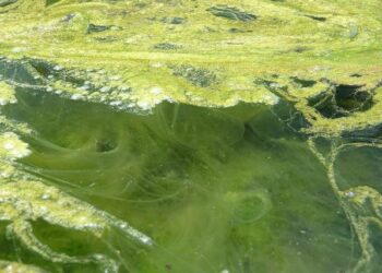 Quel produit pour bassin avec poisson ?