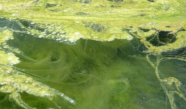 Quel produit pour bassin avec poisson ?