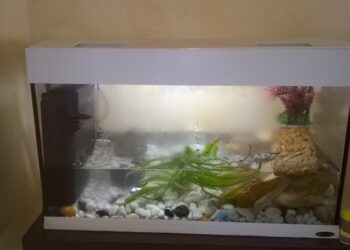 Quel produit pour clarifier l'eau aquarium ?