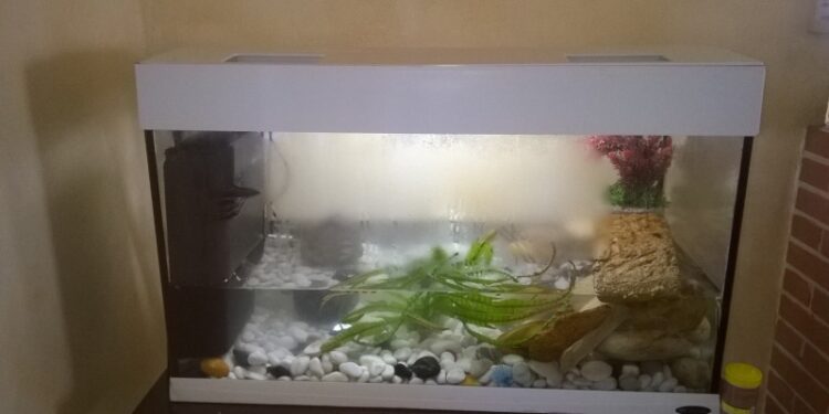 Quel produit pour clarifier l'eau aquarium ?