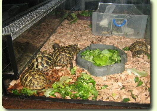 Quel produit pour nettoyer terrarium ?